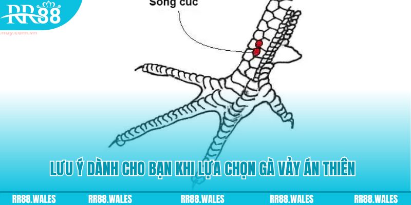 vietjack 9 xổ số khánh hòa